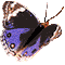 Vlinder